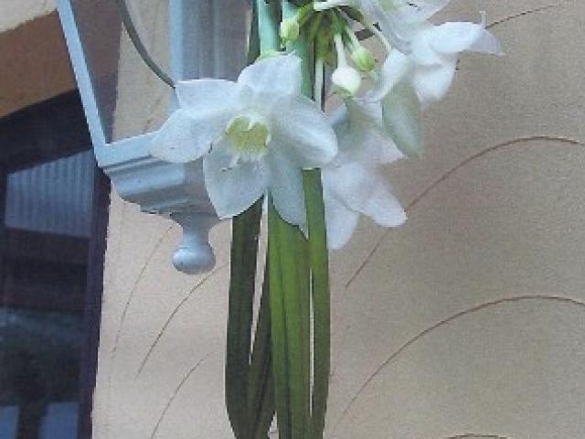 BOUQUET DE MARIEE, DECOR VOITURE ,EGLISE ,BOUTONNIERE ...